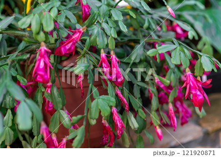 Blooming Schlumbergera buckleyi with vibrant pink flowers and green segmented leaves in a pot. A member of the Cactaceae family Blooming Schlumbergera buckleyi with vibrant pink flowers and green segmented leaves in a pot. A member of the Cactaceae family 121920871