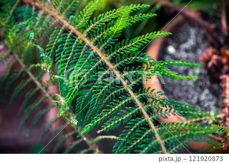 A close-up of Dryopteris carthusiana (Shield Fern) with vibrant green fronds. Native to the Caucasus region, this fern is a striking addition to natural or ornamental gardens A close-up of Dryopteris carthusiana (Shield Fern) with vibrant green fronds. Native to the Caucasus region, this fern is a striking addition to natural or ornamental gardens 121920873