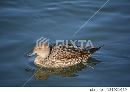 名古屋城の堀に飛来したオナガガモ 121921689