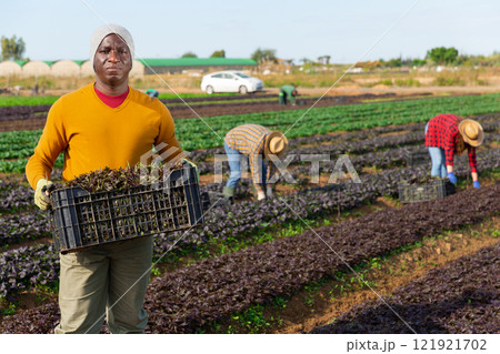 Farmer standing on vegetable plantation with box of freshly picked red arugula in hands during harvest 121921702