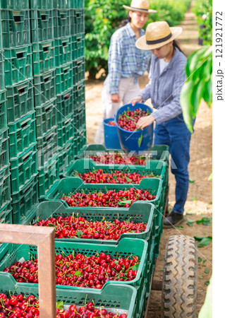 Women with cherry crates 121921772