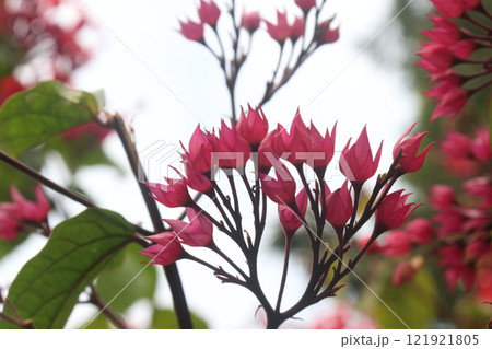 Flaming Glorybower flower and ornamental plant Flaming Glorybower flower and ornamental plant 121921805