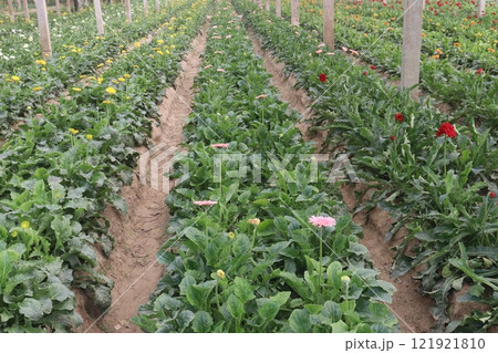 red colored gerbera flower plant on farm 121921810