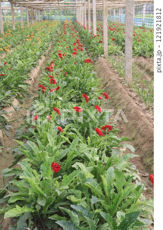 red colored gerbera flower plant on farm 121921812