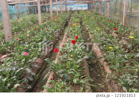 red colored gerbera flower plant on farm 121921813