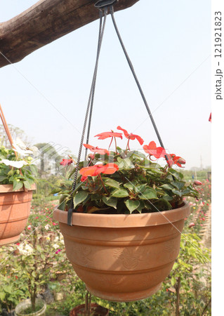 Impatiens flower plant on nursery for sell 121921823