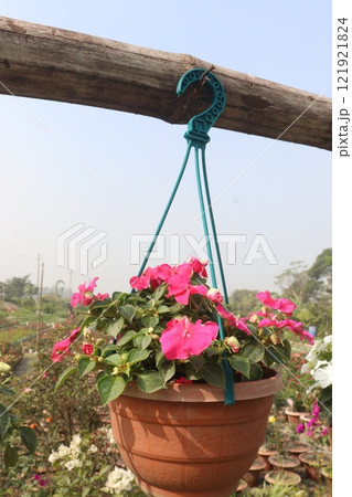 Impatiens flower plant on nursery for sell 121921824