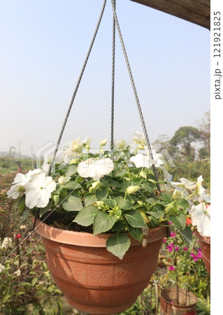 Impatiens flower plant on nursery for sell 121921825