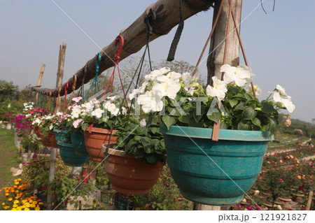 Impatiens flower plant on nursery for sell Impatiens flower plant on nursery for sell 121921827