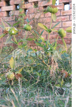 Leucas aspera medicinal plant on farm Leucas aspera medicinal plant on farm 121921834