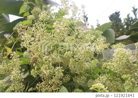 Mikania micrantha medicinal and flower plant Mikania micrantha medicinal and flower plant 121921841