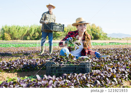 Young female gardener harvesting red canonigos at farm field Young female gardener harvesting red canonigos at farm field 121921933