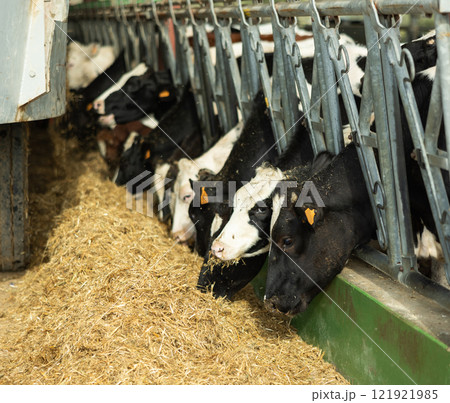 Herd of cows feeding on hay from tractor 121921985