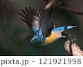 枝から飛び立つルリビタキ 121921998