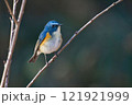枝にとまるルリビタキ 121921999