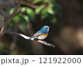 枝にとまるルリビタキ 121922000
