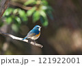 枝にとまるルリビタキ 121922001