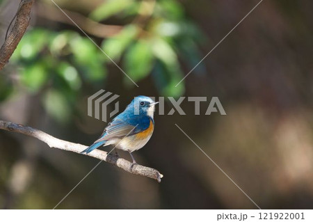 枝にとまるルリビタキ 121922001