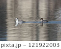水面を泳ぐミコアイサのオスとメス 121922003