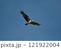 青空バックに悠然と飛ぶミサゴ 121922004