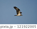 青空バックに悠然と飛ぶミサゴ 121922005