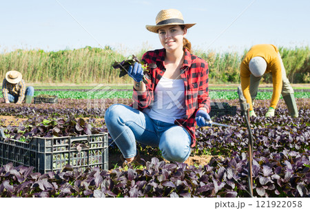 Woman farmer picking red komatsuna leaf greens Woman farmer picking red komatsuna leaf greens 121922058