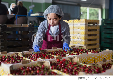 Asian woman controlling quality of cherry at warehouse Asian woman controlling quality of cherry at warehouse 121922607