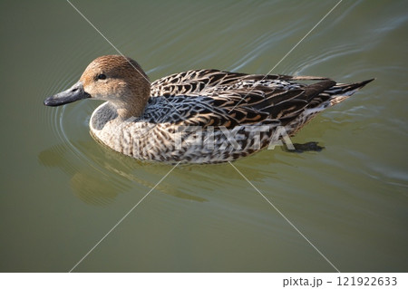 名古屋城の堀に飛来したオナガガモ 名古屋城の堀に飛来したオナガガモ 121922633