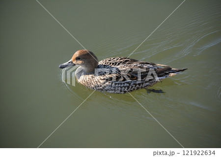 名古屋城の堀に飛来したオナガガモ 121922634