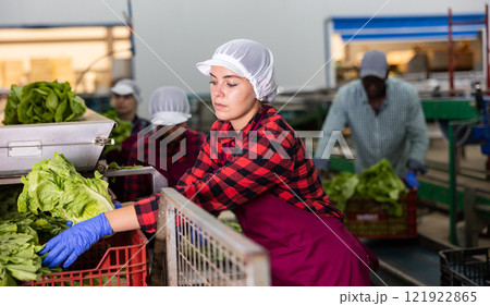 Skilled female worker of vegetable processing factory checking fresh green lettuce on conveyor belt of sorting production line and packing into boxes 121922865