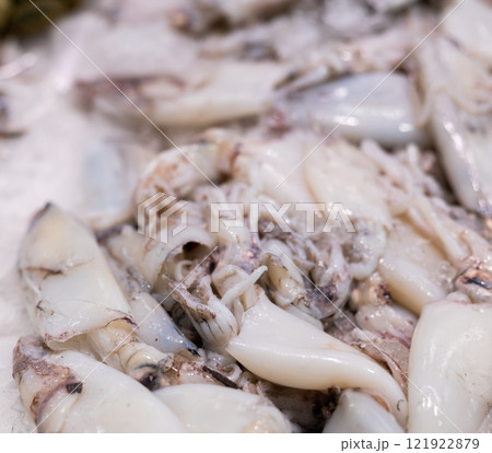 Carcasses of chilled squid lie in open showcase on crumbled ice. Carcasses of chilled squid lie in open showcase on crumbled ice. 121922879
