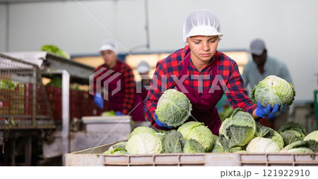 Female employee in sorting factory for agricultural products working in warehouse of vegetables, checking organic cabbage into boxes Female employee in sorting factory for agricultural products working in warehouse of vegetables, checking organic cabbage into boxes 121922910