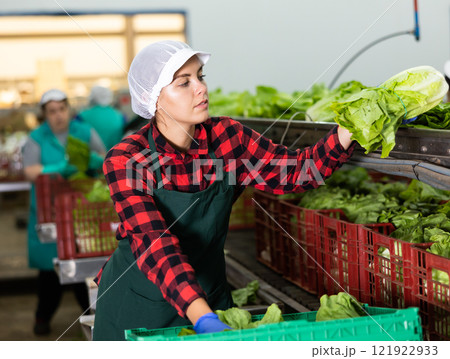 Skilled female worker of vegetable processing factory checking fresh green lettuce on conveyor belt of sorting production line and packing into boxes 121922933