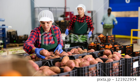 Young woman farmer inspects potatoes from crates Young woman farmer inspects potatoes from crates 121922934
