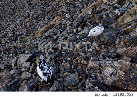 北アルプス・鹿島槍ヶ岳稜線のライチョウ夫婦 北アルプス・鹿島槍ヶ岳稜線のライチョウ夫婦 121923052