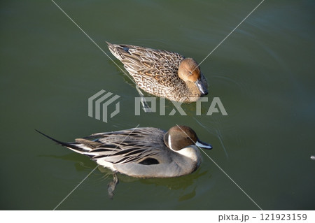 名古屋城の堀に飛来したオナガガモ 121923159