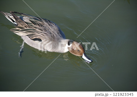 名古屋城の堀に飛来したオナガガモ 121923345