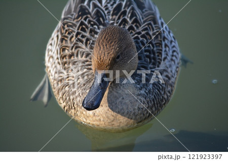 名古屋城の堀に飛来したオナガガモ 121923397