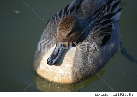 名古屋城の堀に飛来したオナガガモ 121923398