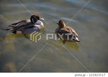 名古屋城の堀に飛来したオナガガモ 121923517