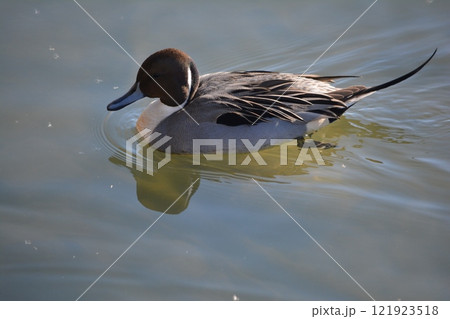 名古屋城の堀に飛来したオナガガモ 121923518