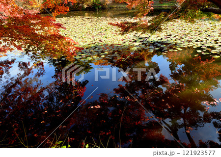 蛇の鼻　2024-11-17　＃71 121923577