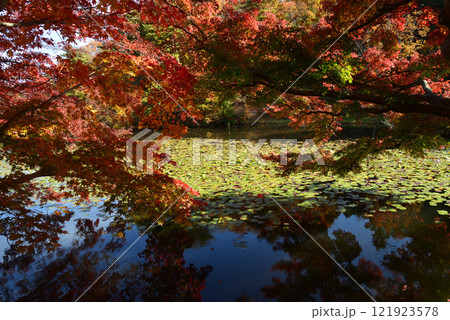 蛇の鼻　2024-11-17　＃72 121923578