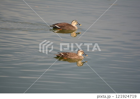 公園の池で泳ぐカルガモ 公園の池で泳ぐカルガモ 121924719