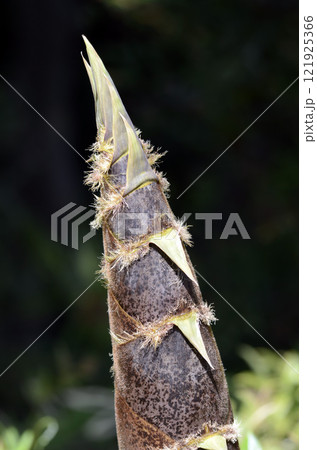 タケノコ タケノコ 121925366