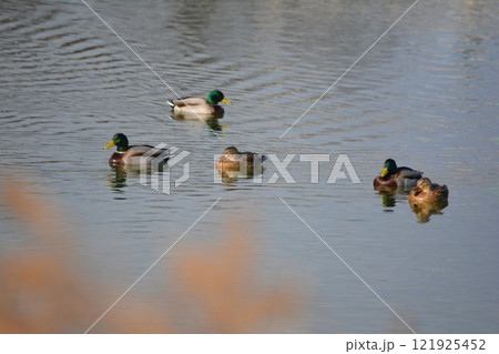 公園の池で泳ぐマガモ 公園の池で泳ぐマガモ 121925452