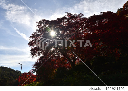 蛇の鼻　2024-11-17　＃92 121925502