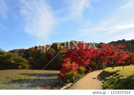 蛇の鼻　2024-11-17　＃93 121925503