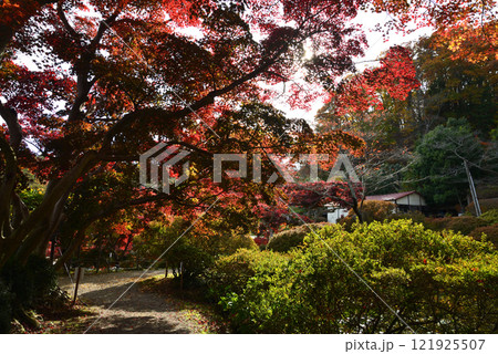 蛇の鼻　2024-11-17　＃97 121925507