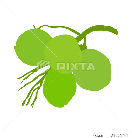 coconut fruit icon vector 121925796